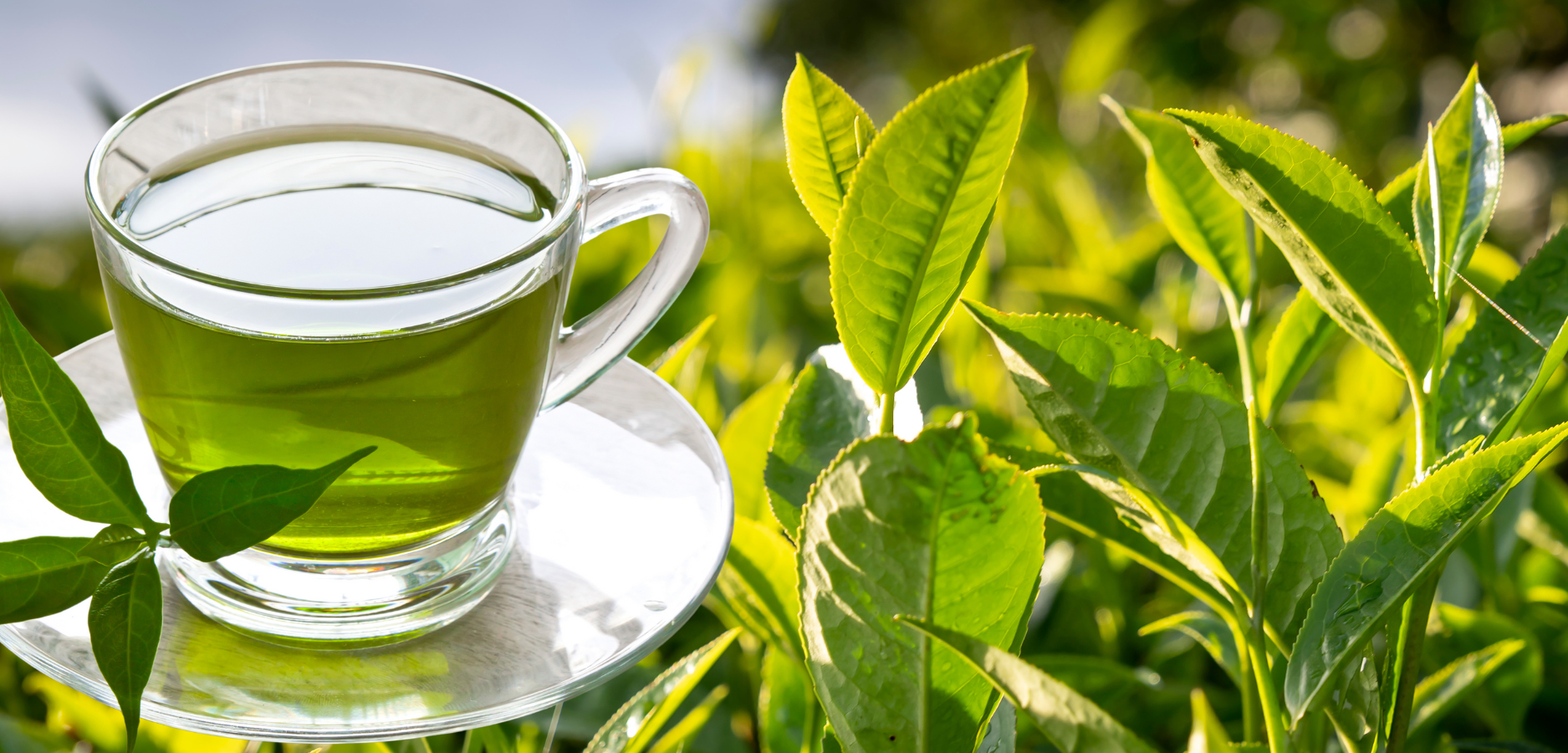 green-tea-health-benefits